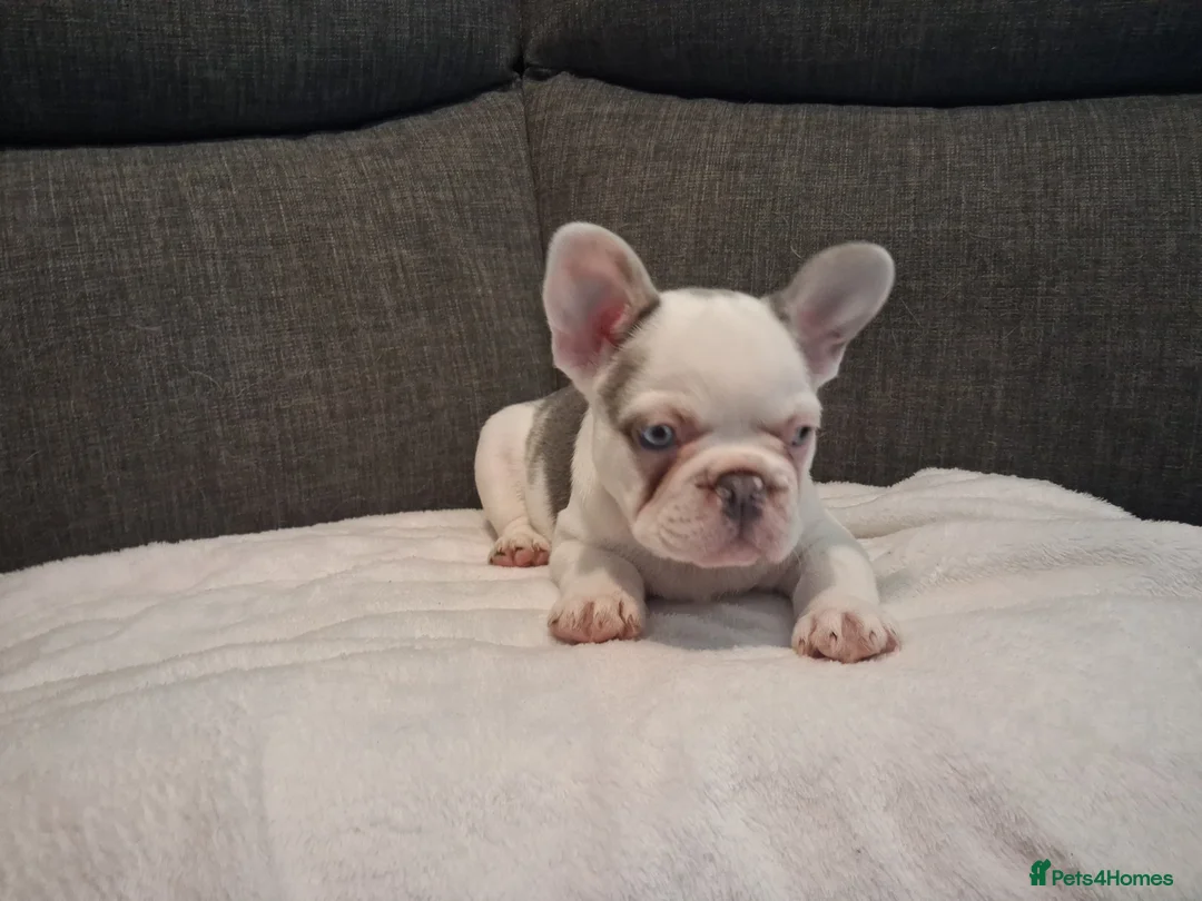 French Bulldog dogs for sale: Frenchie pups in Tilbury - Advert 3