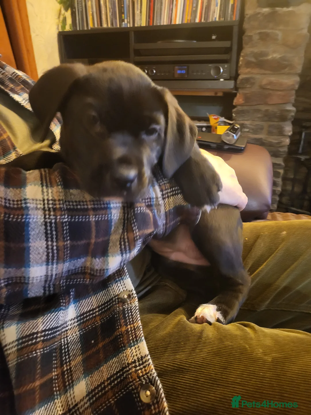 Mixed Breed dogs for sale: Cane Corso X Newfoundland/Labrador Puppies - Advert 14