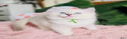 Ragdoll cats for sale: 💙 ACTIVE REGISTERED RAGDOL, DNA TESTED PARENTS 💙 - Advert 10