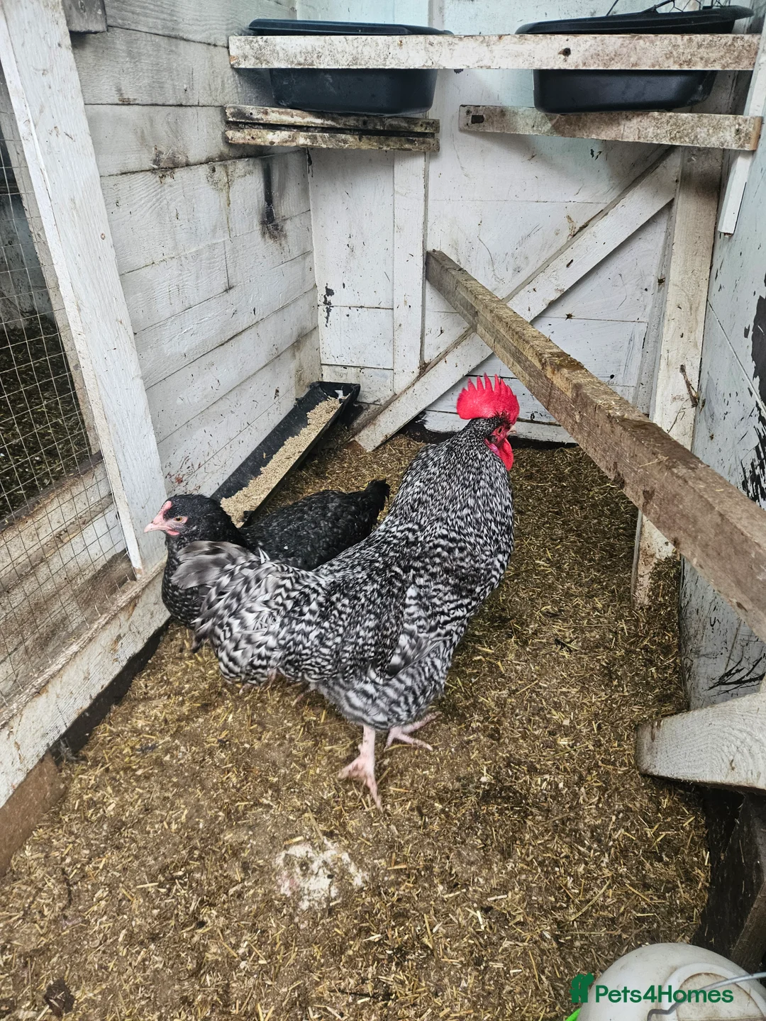 Chickens poultry for sale: Hatching chicken eggs - Advert 7