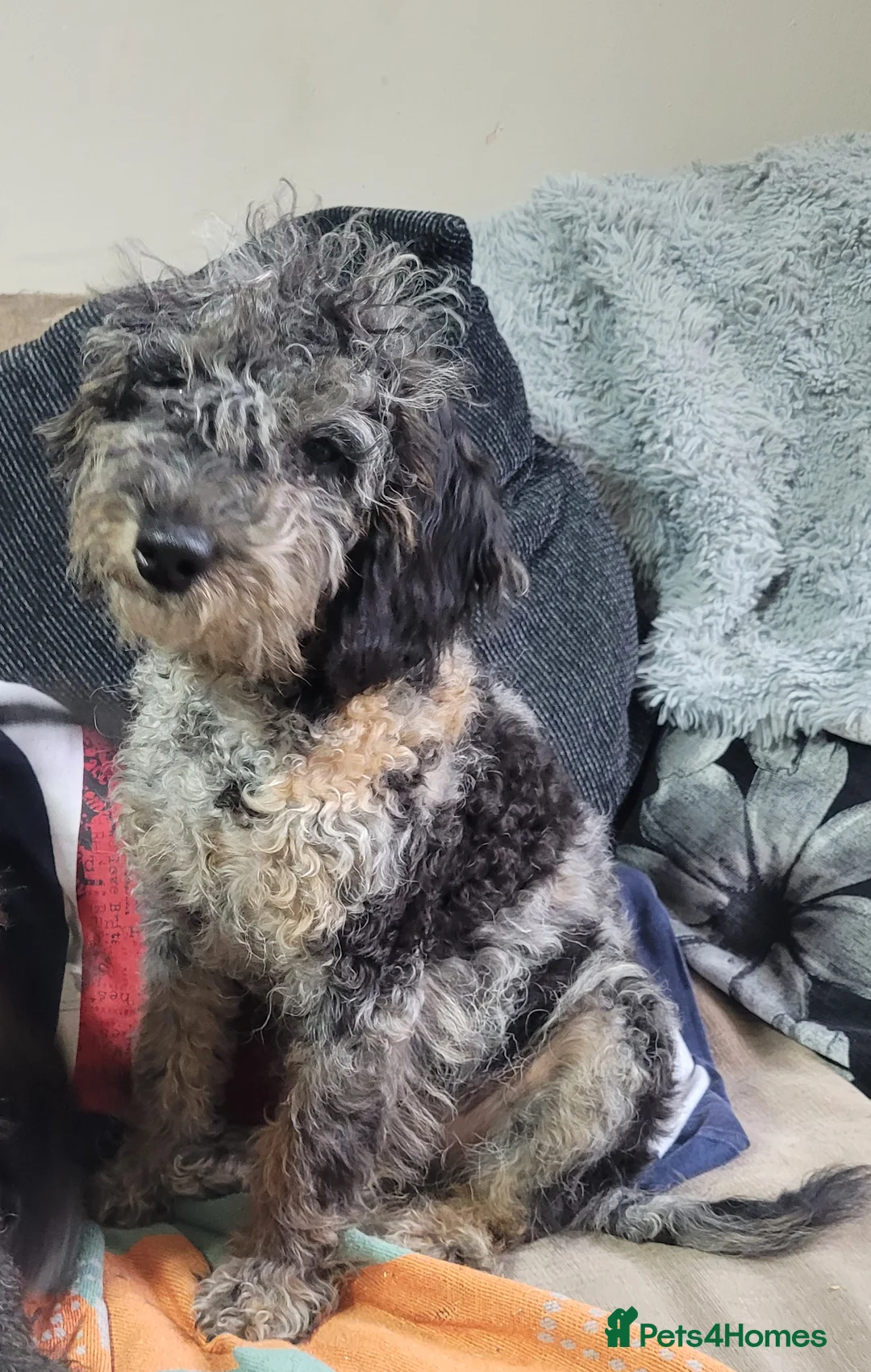 Labradoodle dogs for sale: Labradoodle puppies - Advert 27