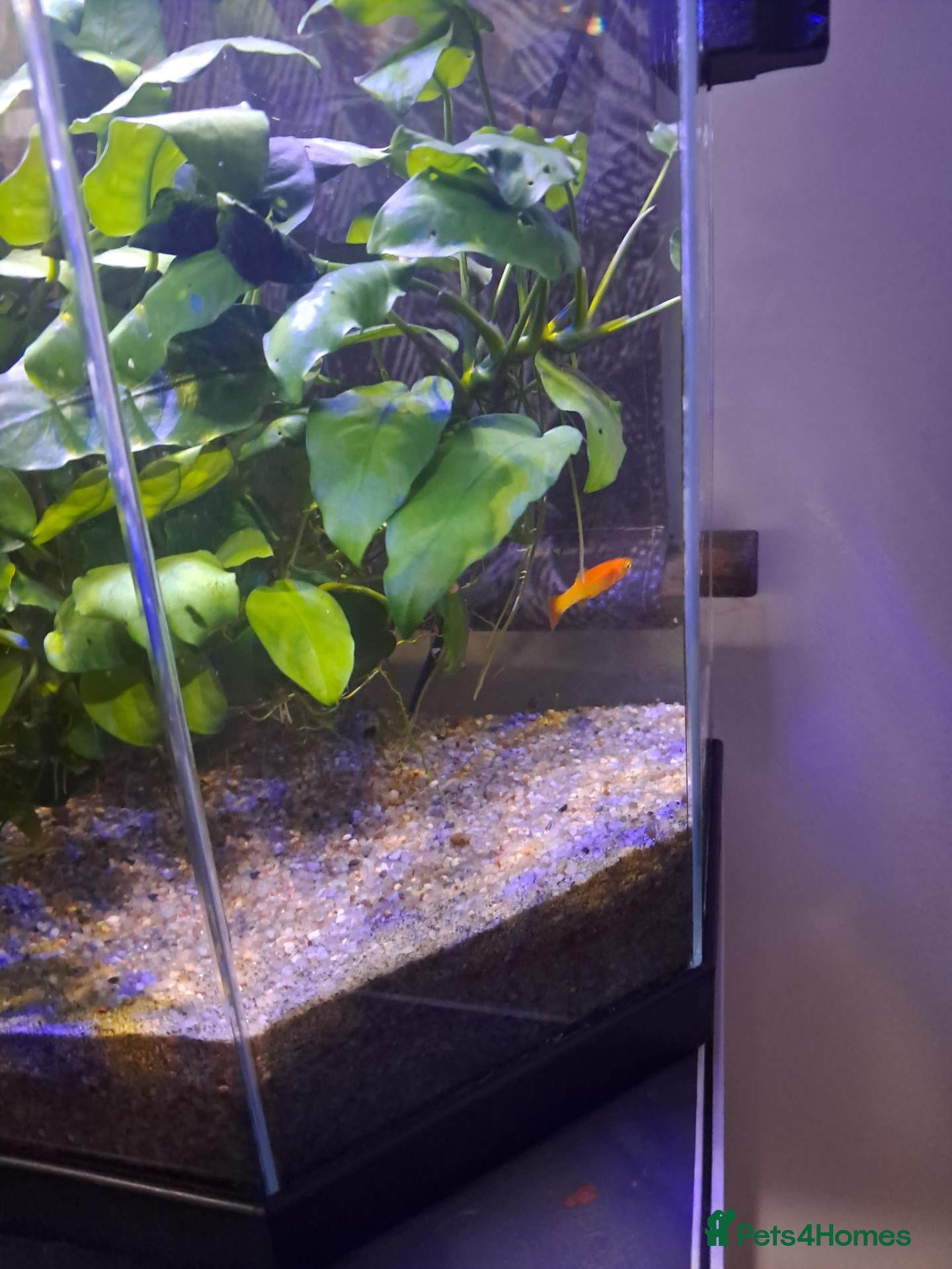 Platies fish Fish plus tank - Advert 9
