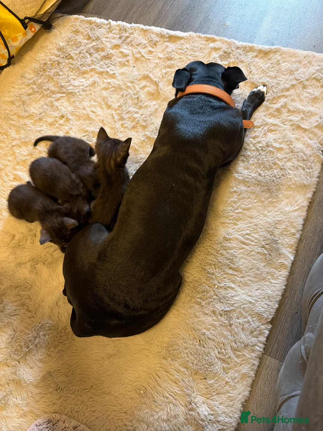 Mixed Breed cats for sale: Savannah mixed kittens in Stoke-on-Trent - Advert 18