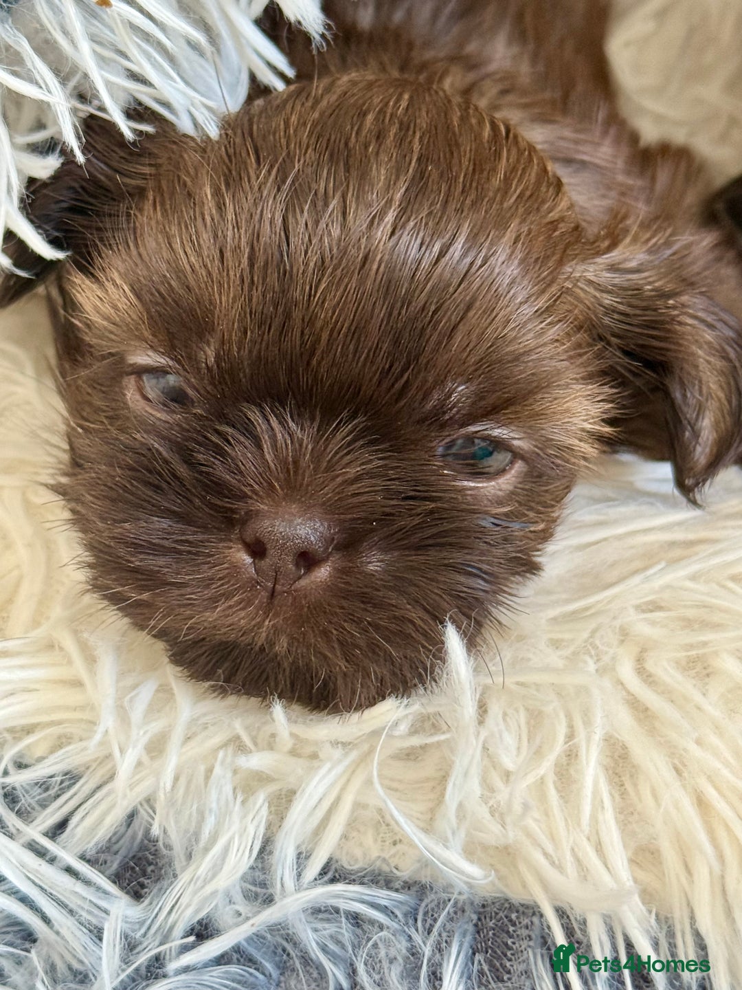 Shih Tzu dogs for sale: KC reg, 2 left! Potential blondes in Tamworth - Image 12