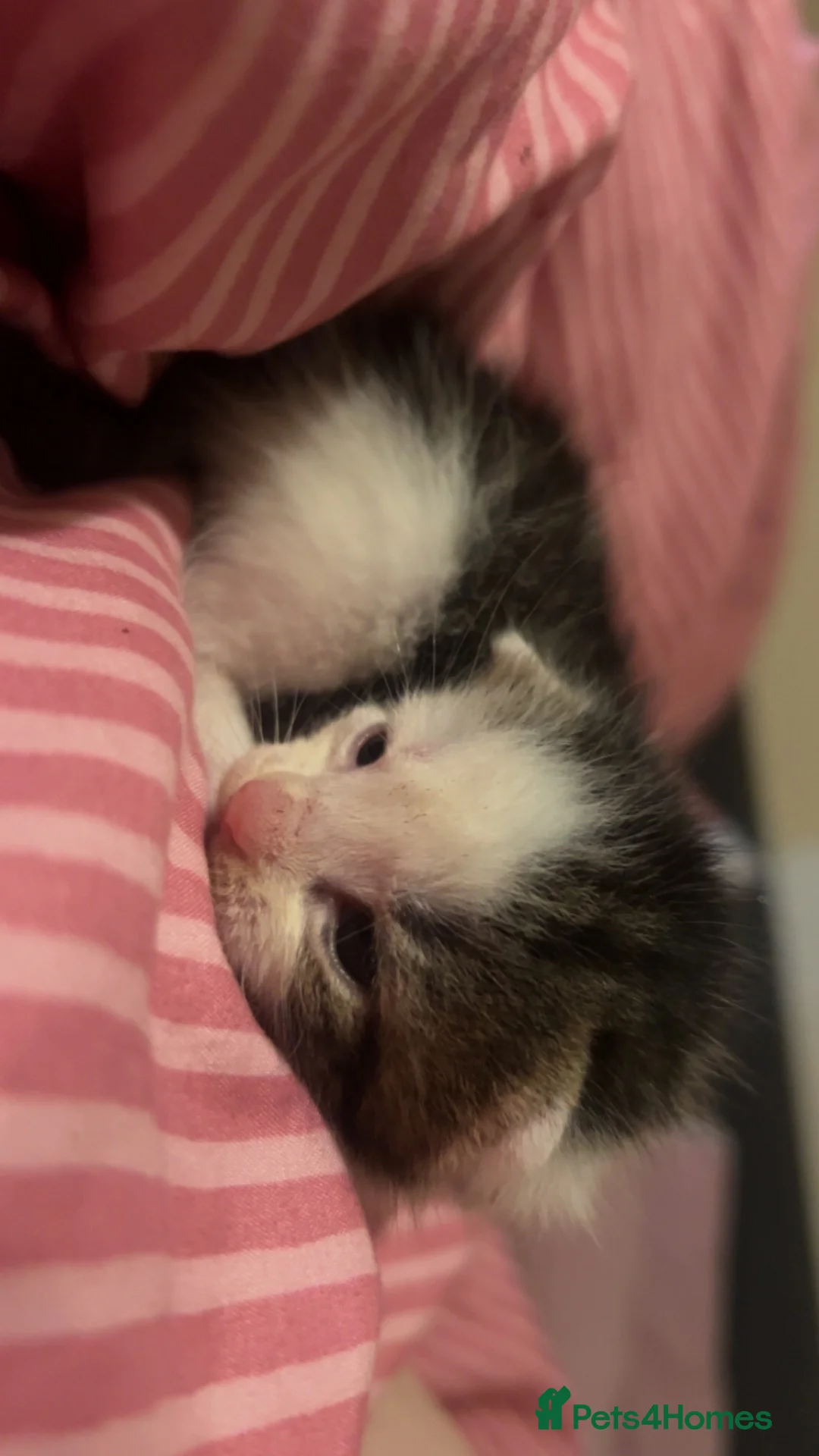 Mixed Breed cats for sale: 6 fluffy babies  - Advert 7