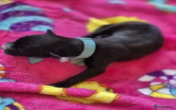 Mixed Breed dogs for sale: Mixed breed puppies for sale  - Advert 21