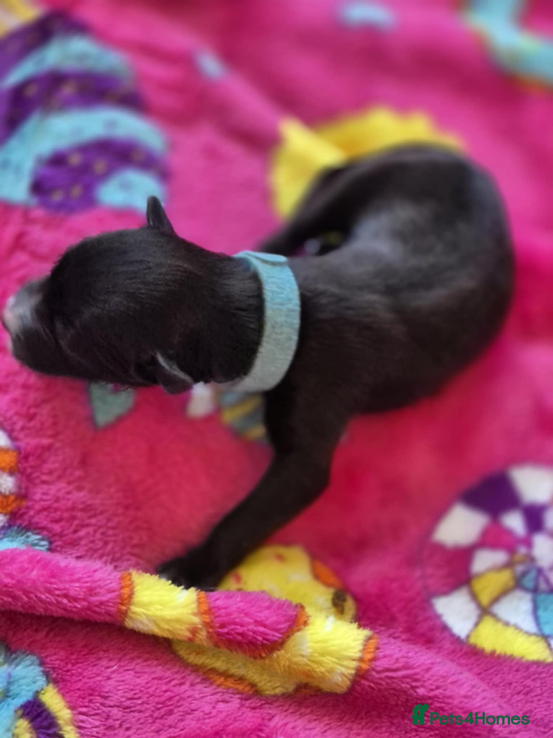 Mixed Breed dogs for sale: Mixed breed puppies for sale  - Advert 21