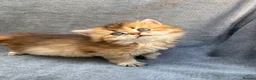 British Longhair cats for sale: Pedigree British longhair golden chocolate lilac - Advert 4