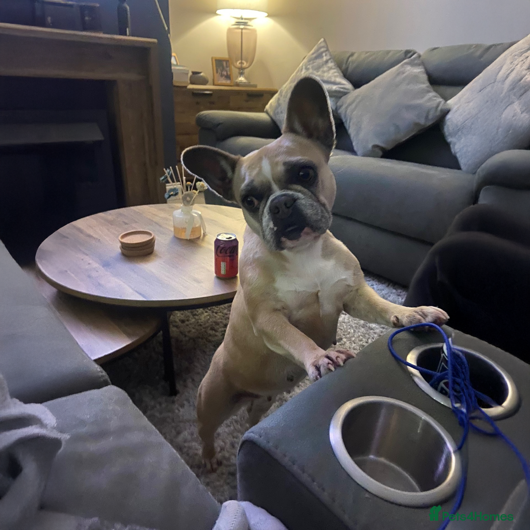 French Bulldog dogs for sale: Stunning KC Registered French Bulldog Puppies - Advert 2