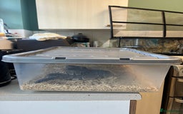 Python Snake reptiles for sale: Friendly Female Ball Pytho, Full Viv & feeding box - Image 12