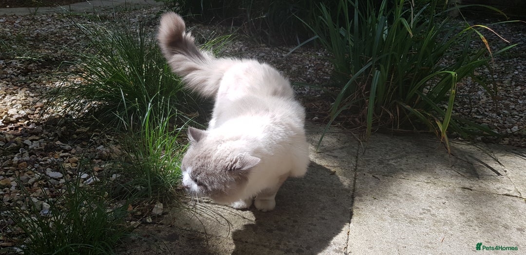 Ragdoll cats for stud: Charles - TICA and Gccf registered active boy  in Bournemouth - Image 13