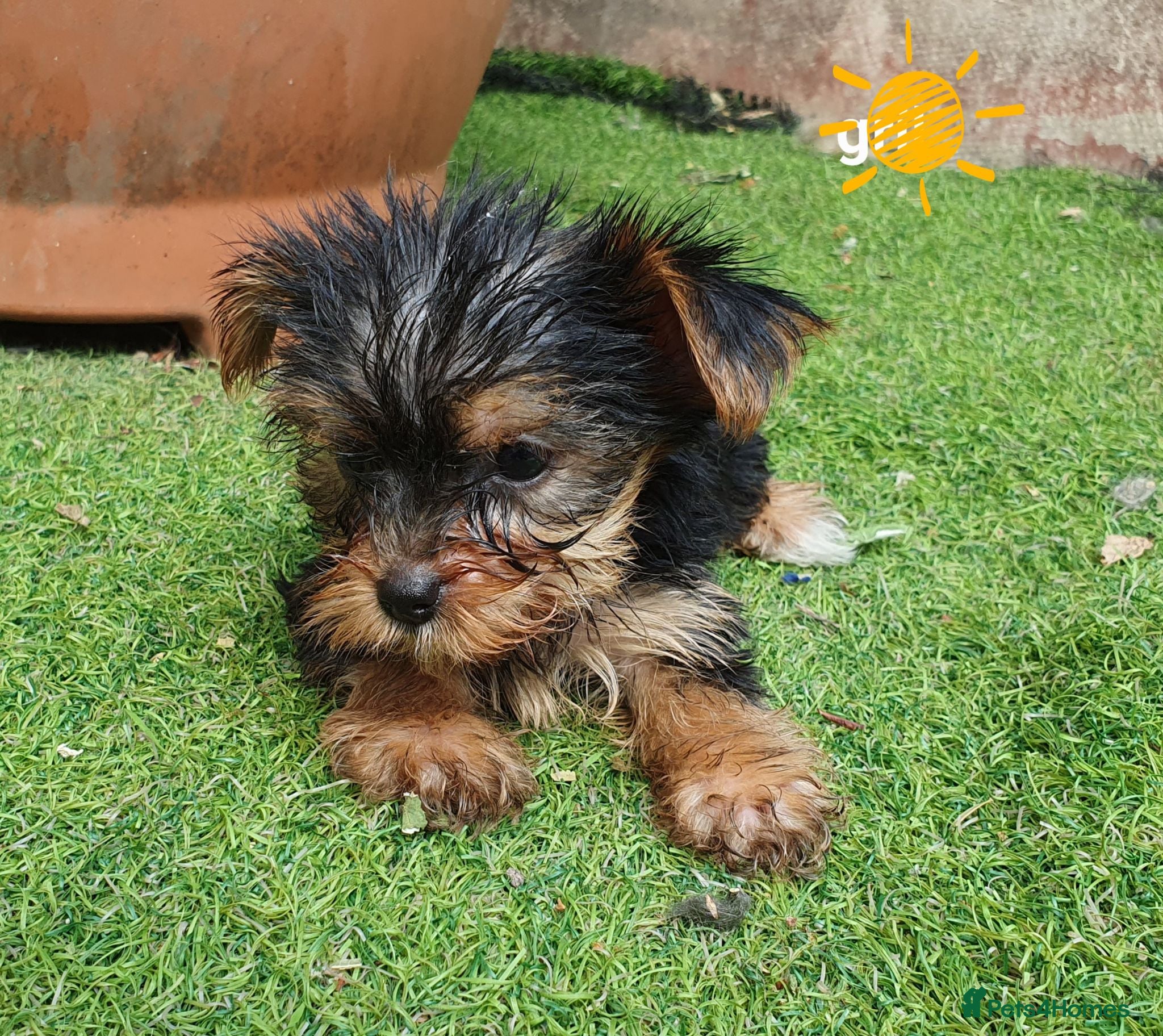 Yorkshire Terrier dogs Yorkshire terrier puppies 8 weeks old  - Advert 1
