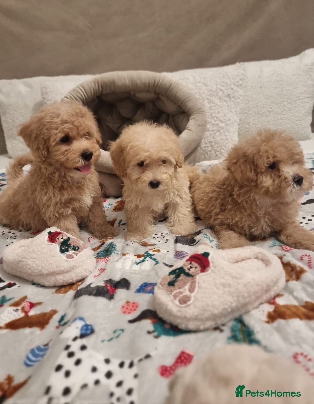 Maltipoo dogs for sale: Amazing apricot color Maltipoo puppies! - Advert 31