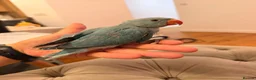 Ringnecks birds for sale: Indians ringneck - Advert 1