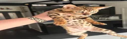 Bengal cats for sale: 2 bengal tiger  cubs for sale  - Advert 11
