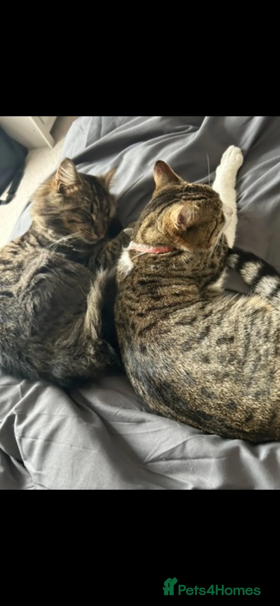Mixed Breed cats for sale: Two brother cats  in Tredegar - Advert 2