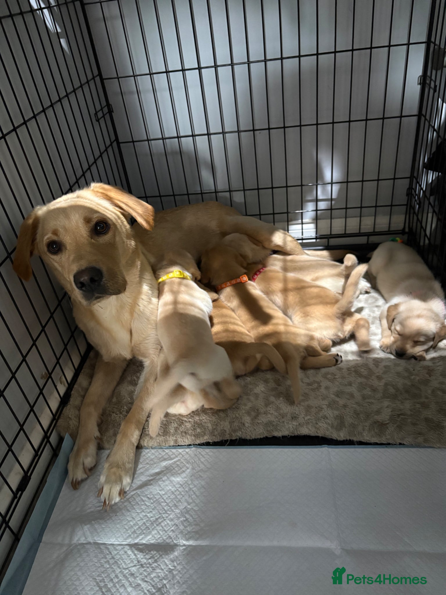 Labrador Retriever dogs Labrador pups for sale  - Advert 8