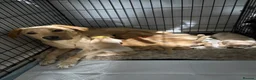 Labrador Retriever dogs for sale: Labrador pups for sale  - Advert 1