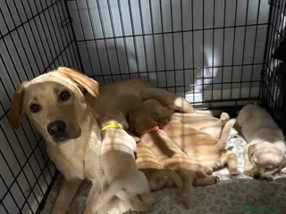 Labrador Retriever dogs Labrador pups for sale - Advert 1