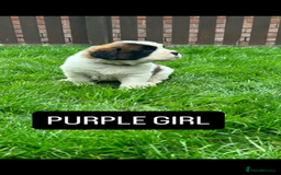 Saint Bernard dogs for sale: Stunning kc Saint Bernard puppies  - Image 3