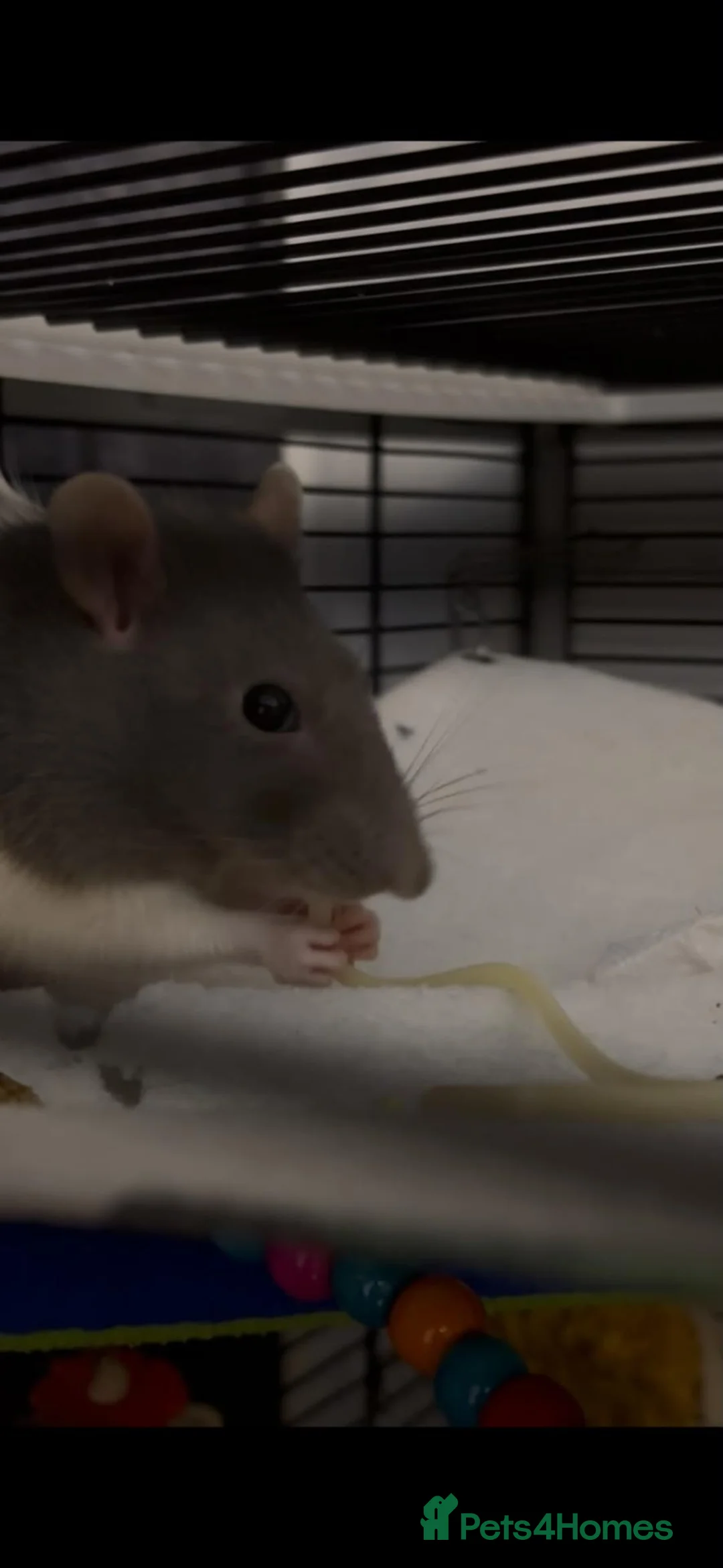Rat rodents for sale: 2 8month old females rats - Advert 2