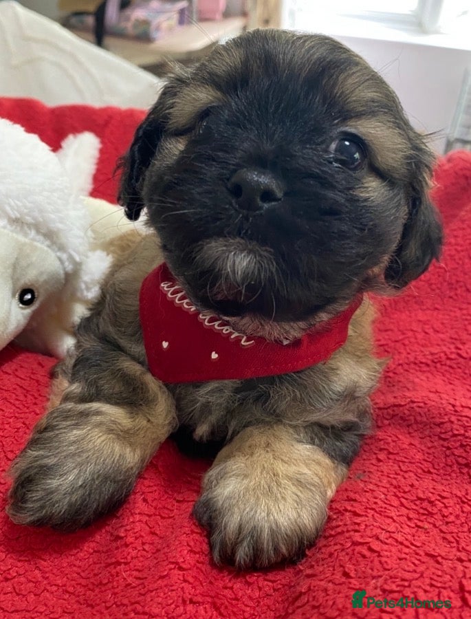 Mixed Breed dogs F1 Tiny Peekapoo puppies (Pekinese x Toy poodle) - Advert 6