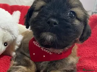 Mixed Breed dogs F1 Tiny Peekapoo puppies (Pekinese x Toy poodle) - Advert 6