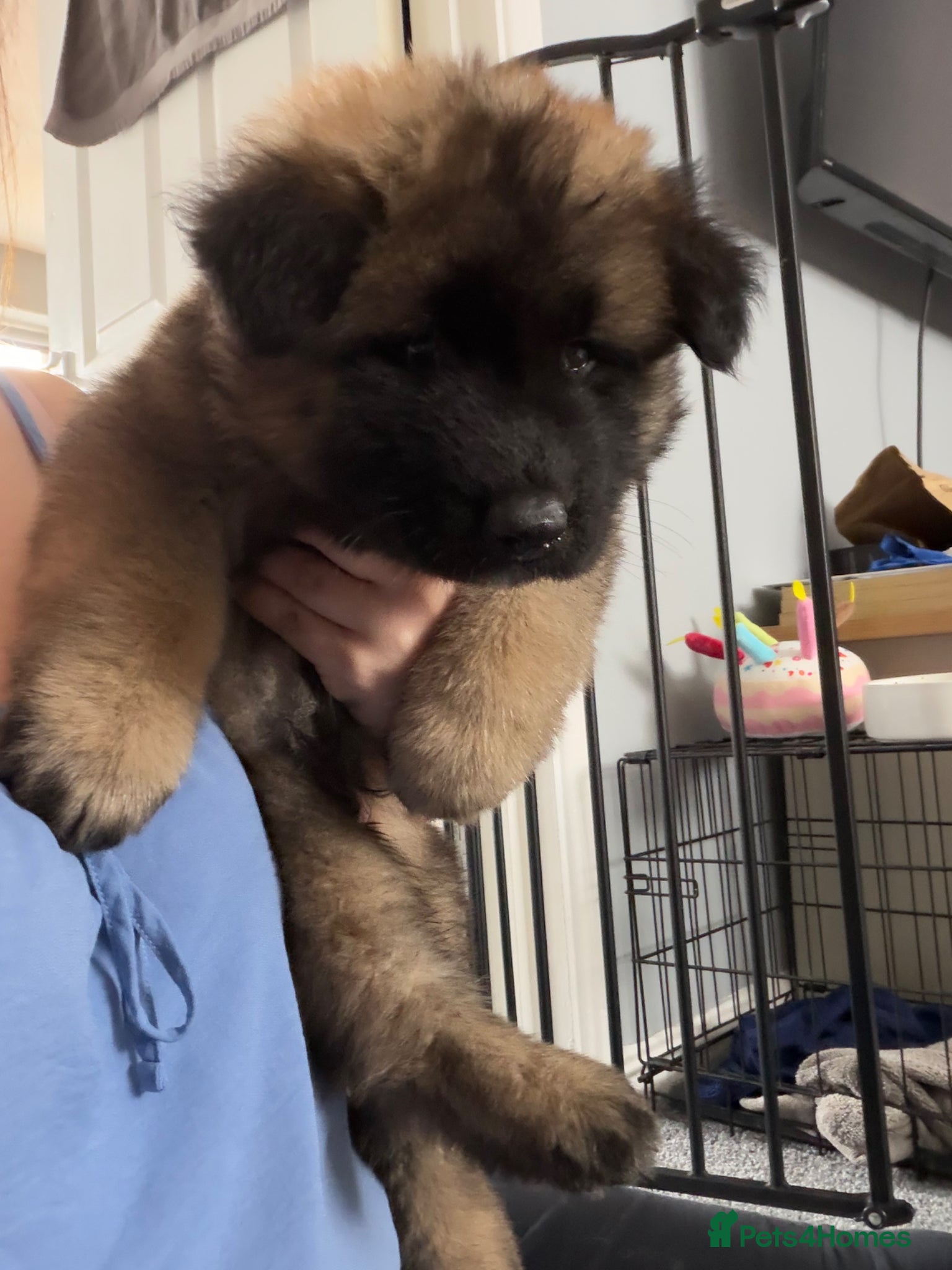 Akita dogs for sale: American Akita  - Advert 31
