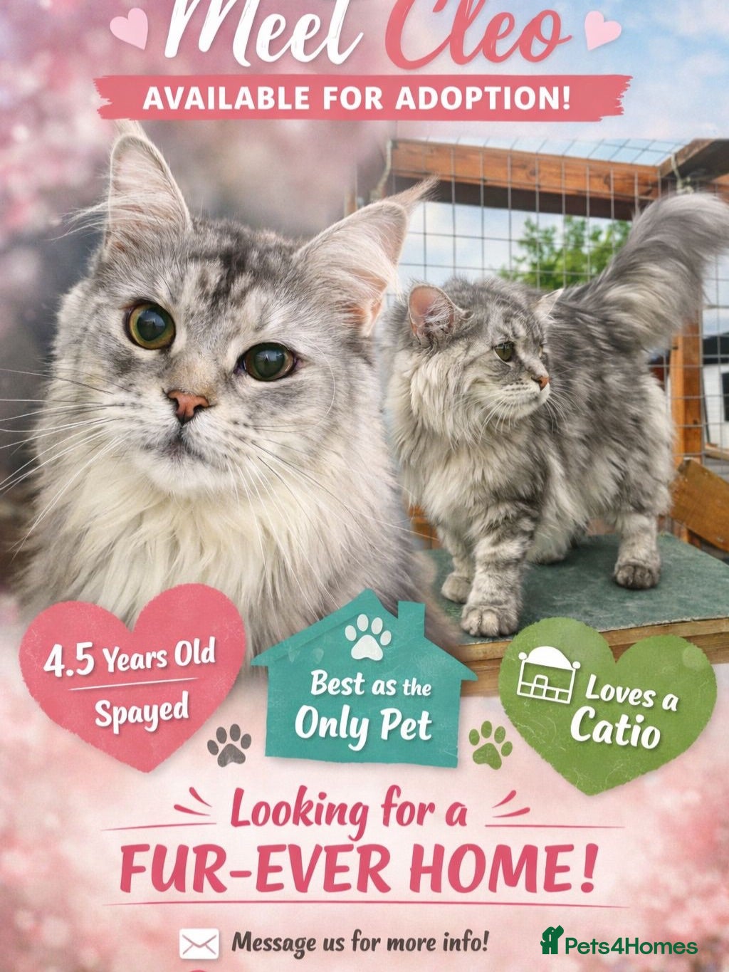 Maine Coon cats  🐾 Seeking Their Forever Homes Cleo and Dalia 🐾 - Advert 1