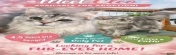 Maine Coon cats for sale:  🐾 Seeking Their Forever Homes Cleo and Dalia 🐾 - Advert 1