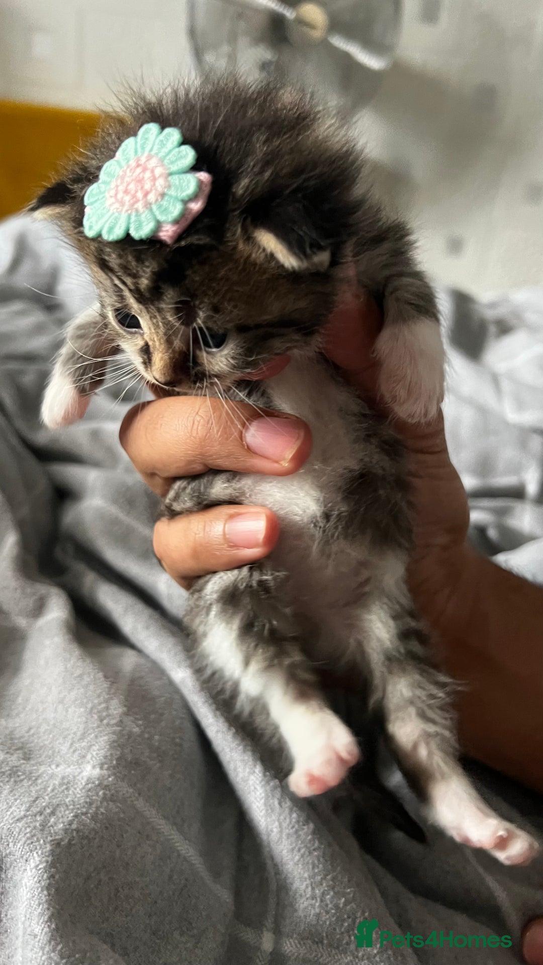 LaPerm cats for sale: Long Coat Laperm kittens - Image 10