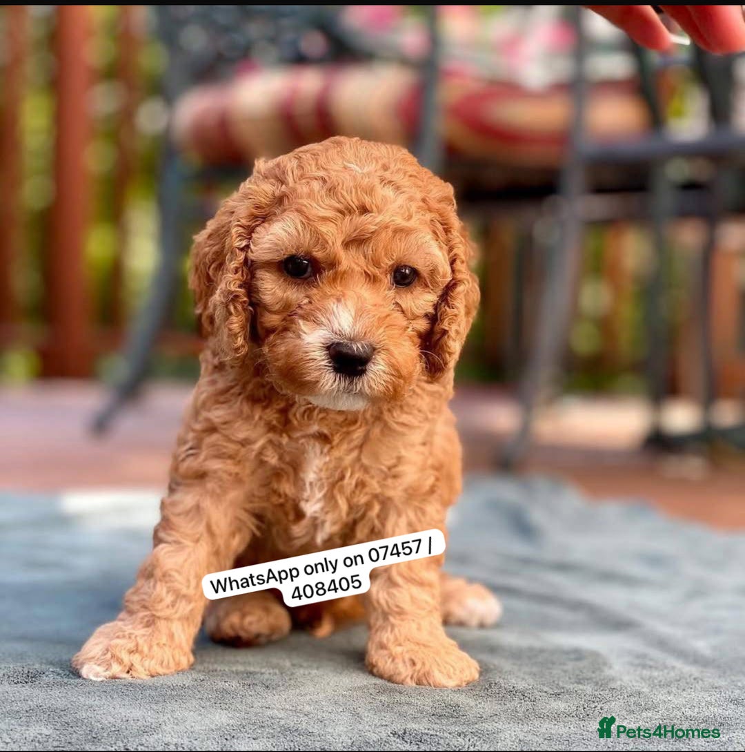 Cockapoo dogs for sale: Beautiful Red F1 Cockapoo Puppies - Image 1