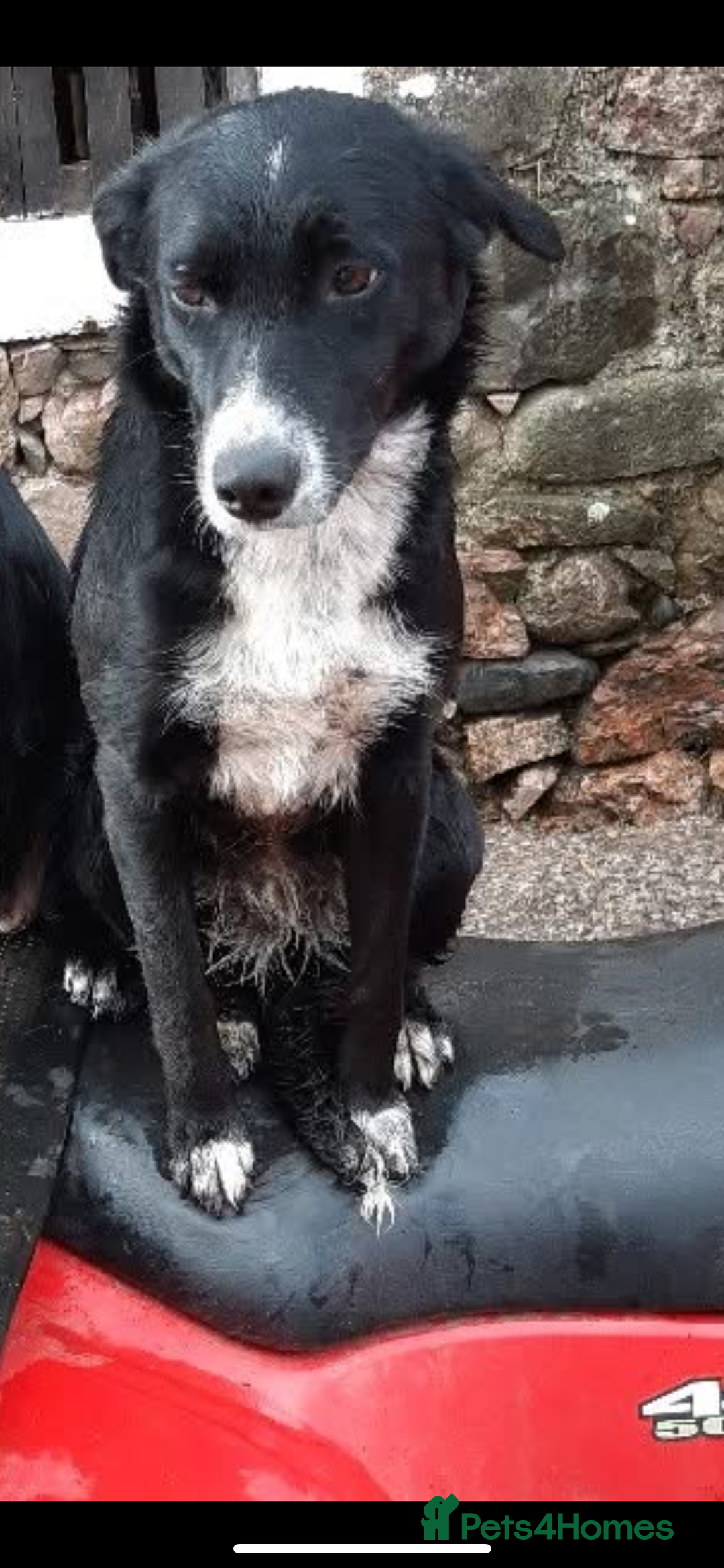 Border Collie dogs for sale: Three collie boys for sale  - Advert 1