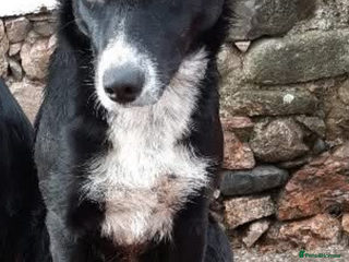 Border Collie dogs Three collie boys for sale - Advert 1