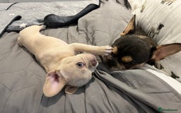 French Bulldog dogs for sale: Big Rope, Big Rope Fluffy & French Bullg - Advert 21