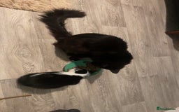 Maine Coon cats for sale: Beautiful Maine coon x kittens  - Advert 13