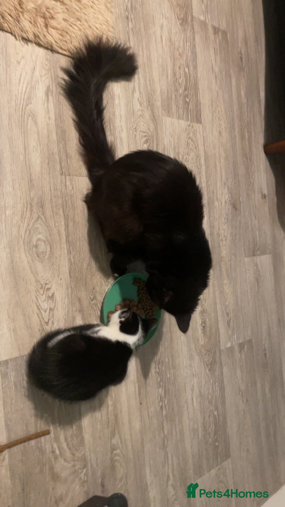 Maine Coon cats for sale: Beautiful Maine coon x kittens  - Advert 13