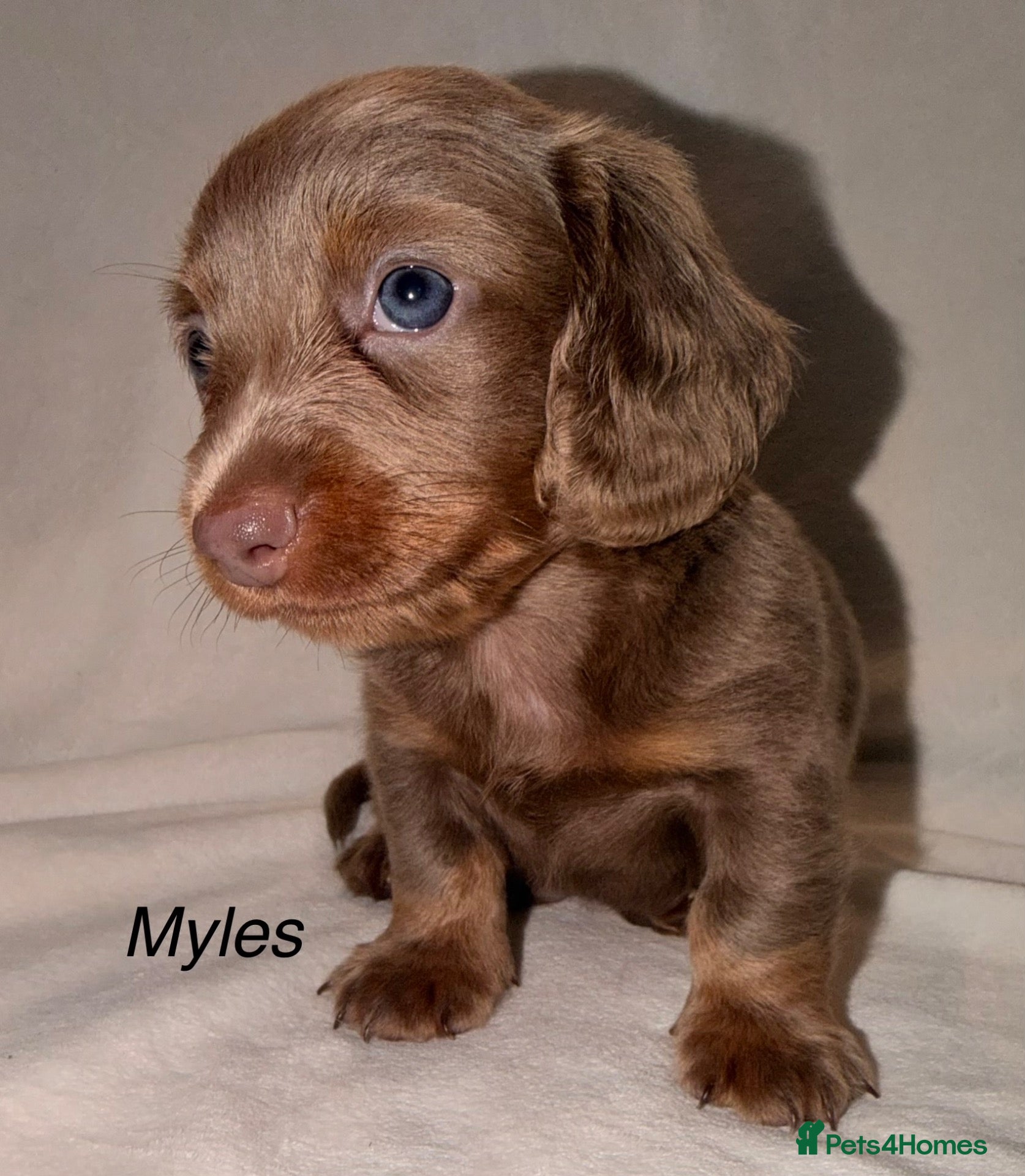 Miniature Dachshund dogs Adorable long haired miniature dachshund  - Advert 4