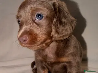 Miniature Dachshund dogs Adorable long haired miniature dachshund - Advert 4
