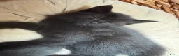 Mixed Breed cats for sale: Maine coon cross kittens ready for new homes - Advert 8
