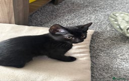 Domestic Shorthair cats for sale: Black kittens  - Image 9