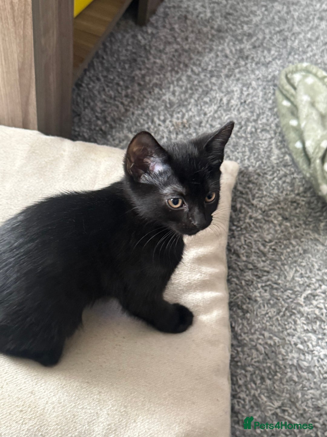 Domestic Shorthair cats for sale: Black kittens  - Image 9