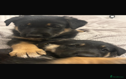 Mixed Breed dogs for sale: 3 fluffy Shollie German Shepard x Boarder Collie - Image 8