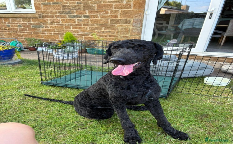 Labradoodle dogs - Advert 4