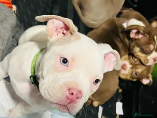 American Bully dogs American Bully Puppies - Advert 5