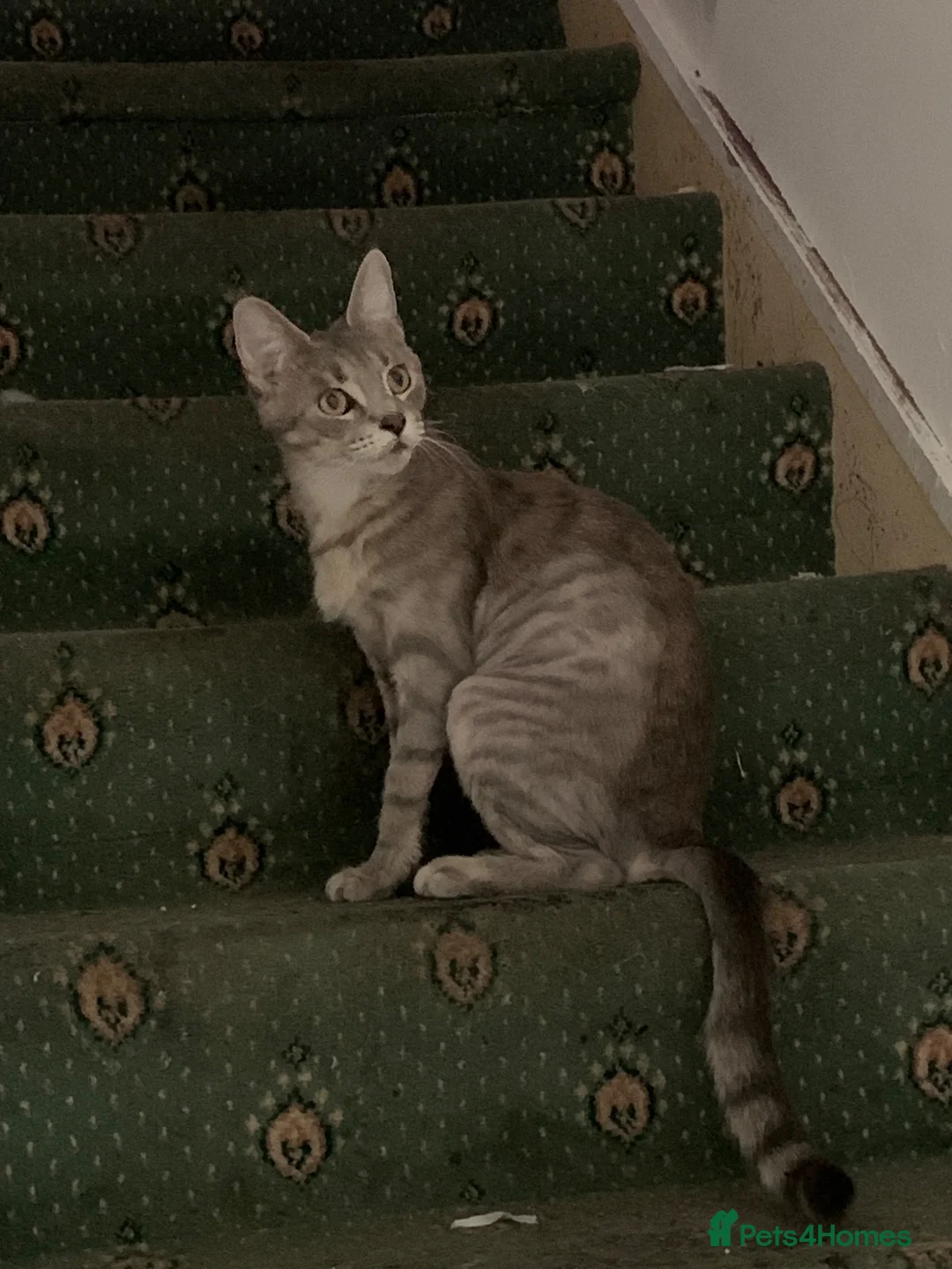 Mixed Breed cats for sale: Bangal maincoon mixed with tuxedo  in Bristol - Advert 2