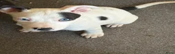 Mixed Breed dogs for sale: Mr Connor Taylor  - Advert 4