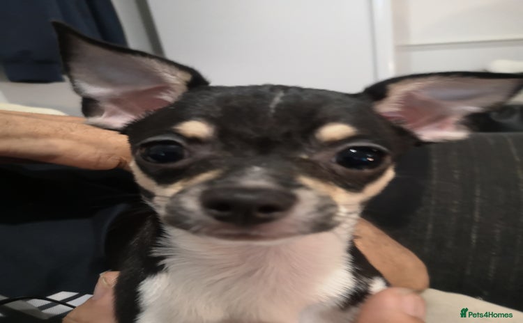 Chihuahua dogs - Advert 12