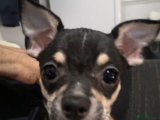 Chihuahua dogs - Advert 13