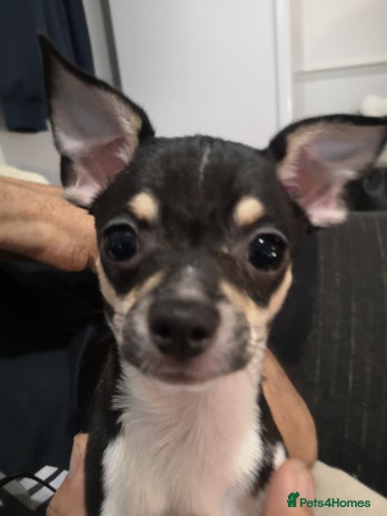 Chihuahua dogs - Advert 12